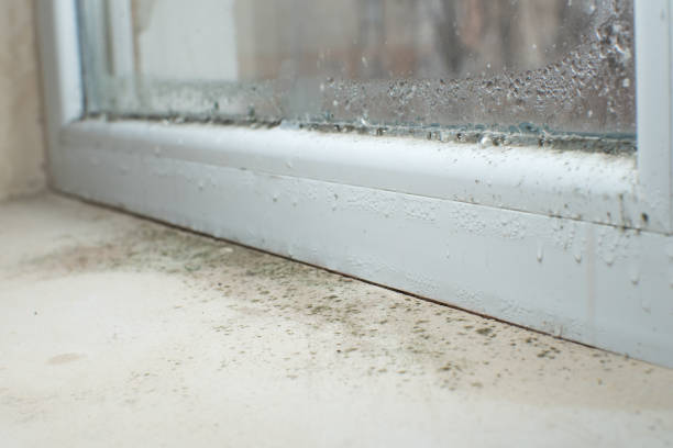 Why You Should Choose Our Mold Remediation Services in Elko New Market, MN